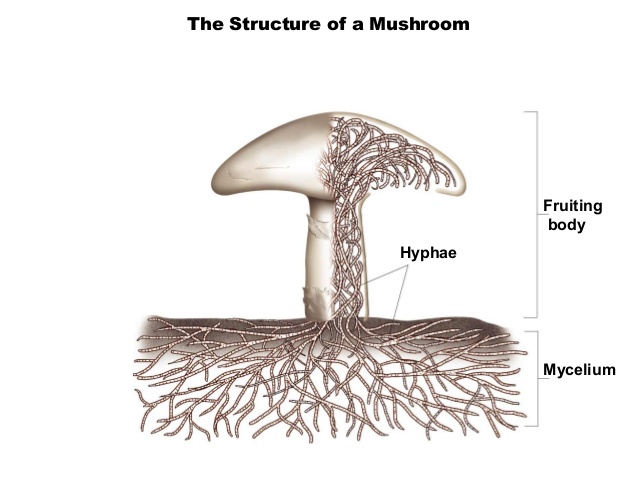 mycelium-and-hypae-1.jpg